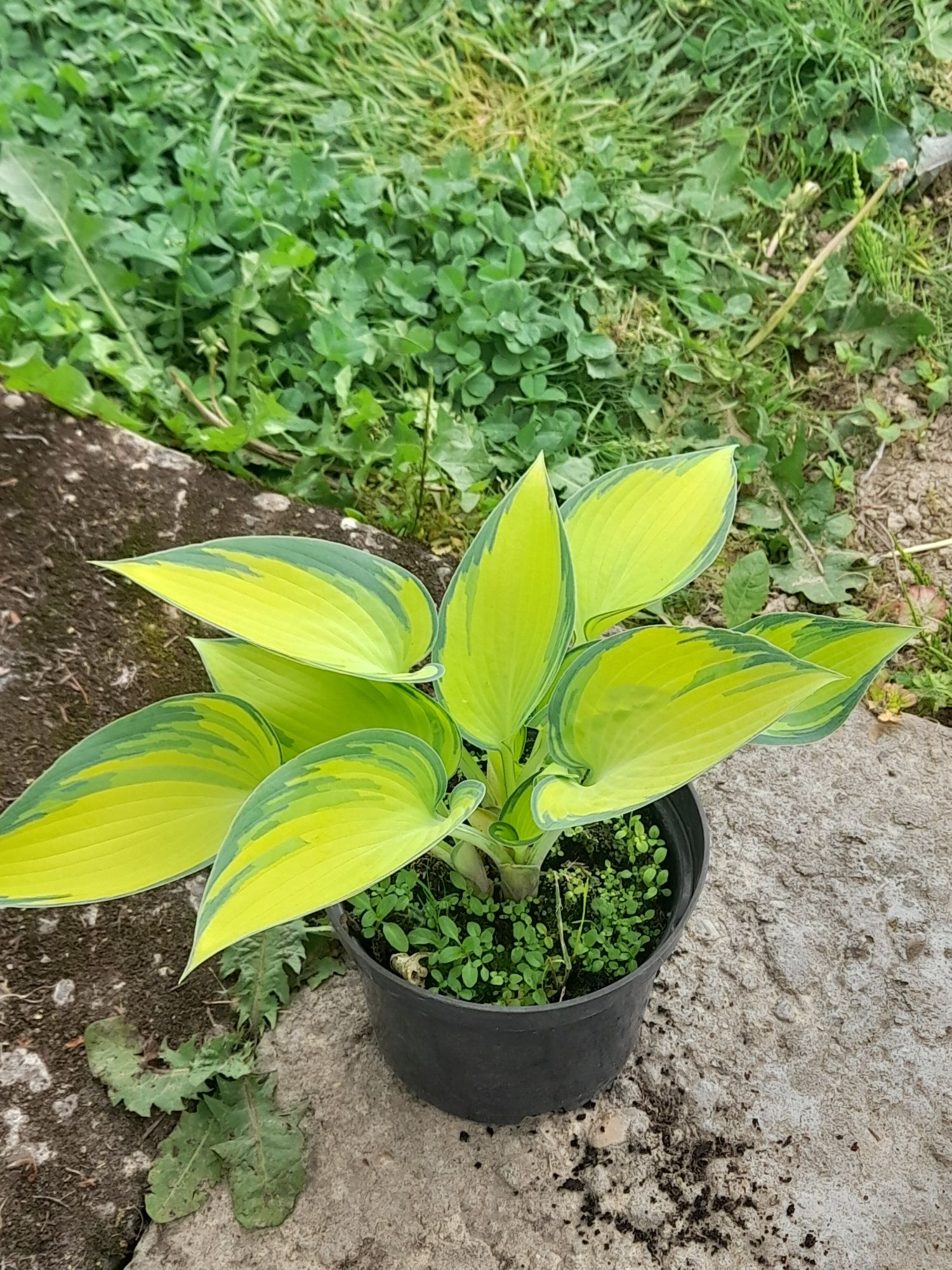 Hosta , funkia w odmianach 10+ 1 gratis