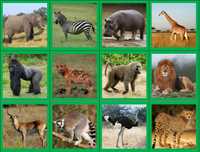 Zwierzęta afrykańskie. Karty plus plansza do układania z Warsztatu Mon
