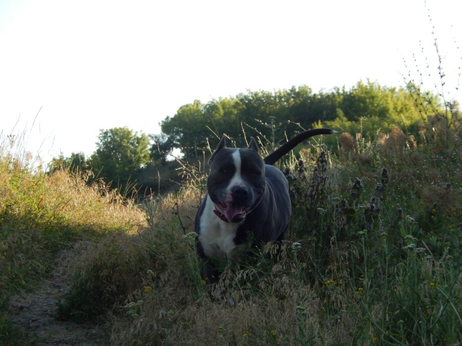 Амстафф. Вязка. Голубой.