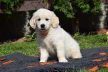 Golden Retriever szczenięta Zkwp fci