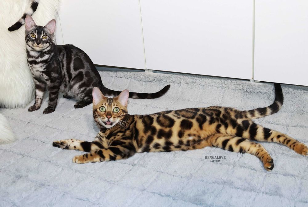 Dziewczyna bengalska do hodowli. Złoty kolor