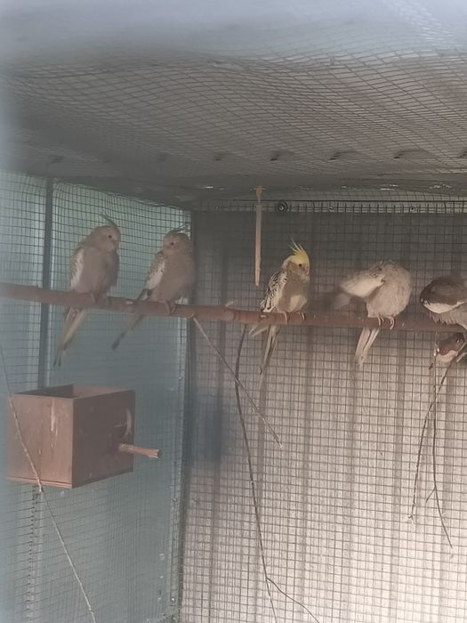 Sprzedam Młode nimfy