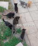 Віддам 9 кошенят