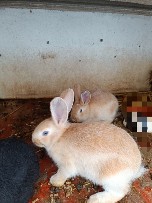 Coelhos várias cores