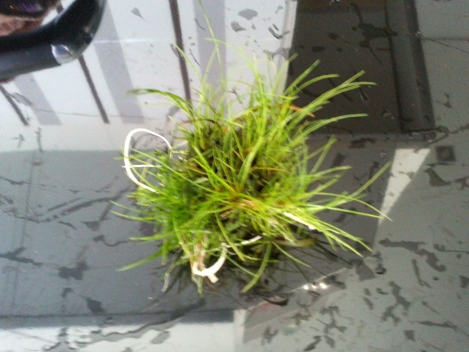 Planta de aquário - Hemianthus 'Cuba' / Eleocharis acicularis 'Mini'