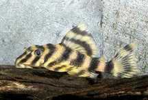 Zbronik glonojad L015 Pecoltia vittata