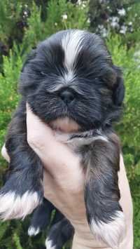 Piesek rasy shih tzu o imieniu Ralf