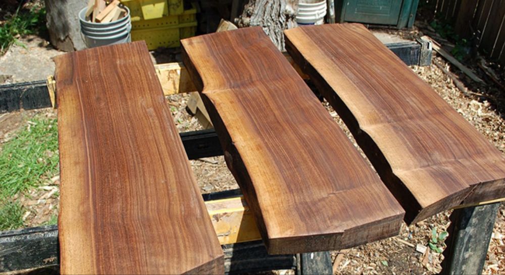 Продам саджанці ЧОРНОГО ГОРІХА