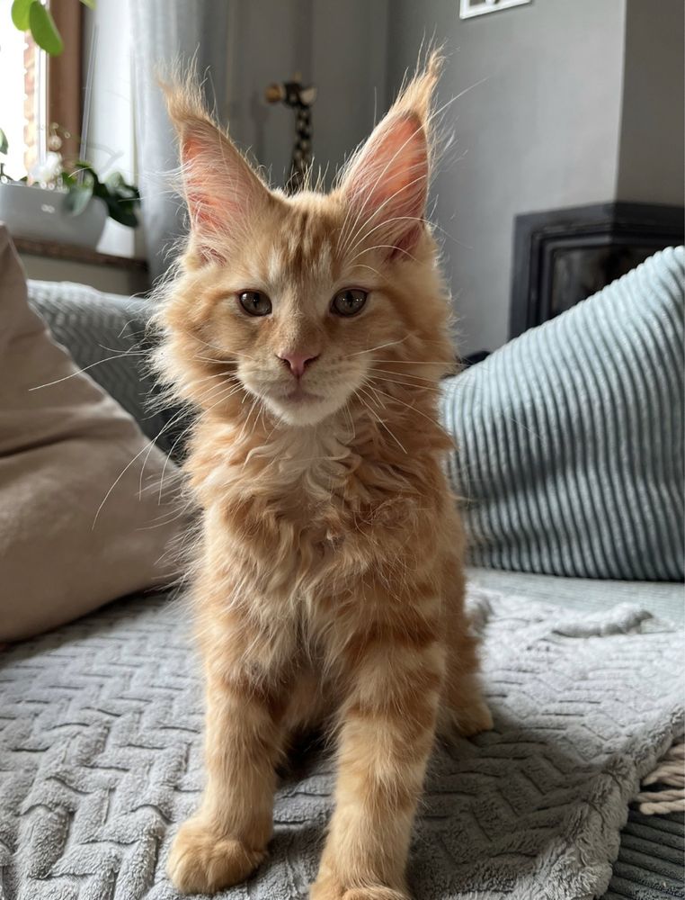 kocurek maine coon