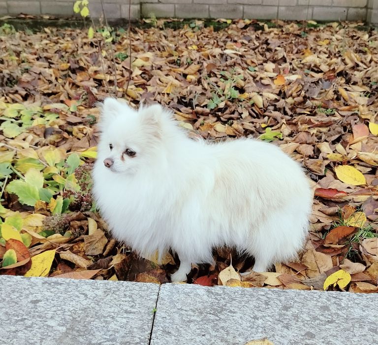 Доросла дівчинка шпіц