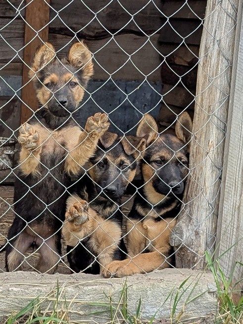 Дівчата німецької вівчарки 3місяці