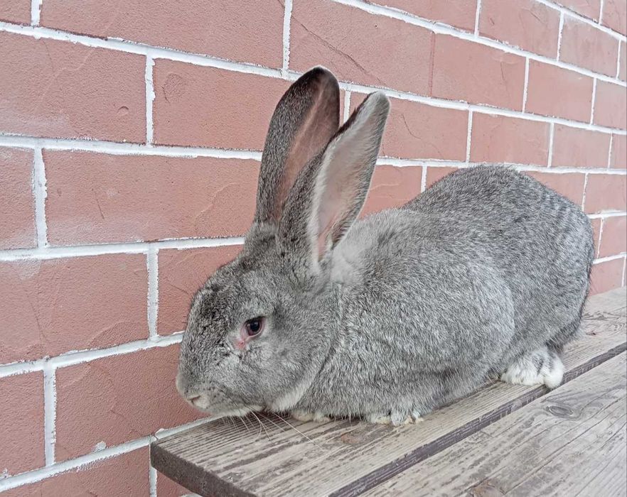 Кролик європейська шиншила