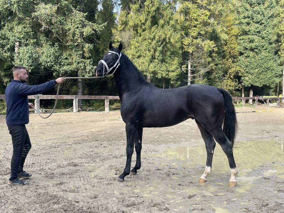 Kary przyszłościowy 3.5 latek