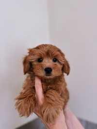 Maltipoo Red Brown