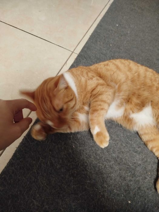 Gato macho com 3 anos