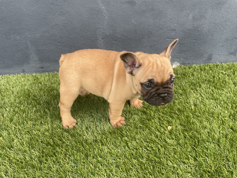 Bulldog Francês com LOP e Afixo Macho