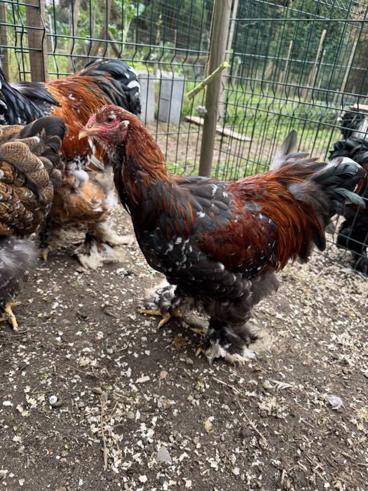 Macho brahma mil flores