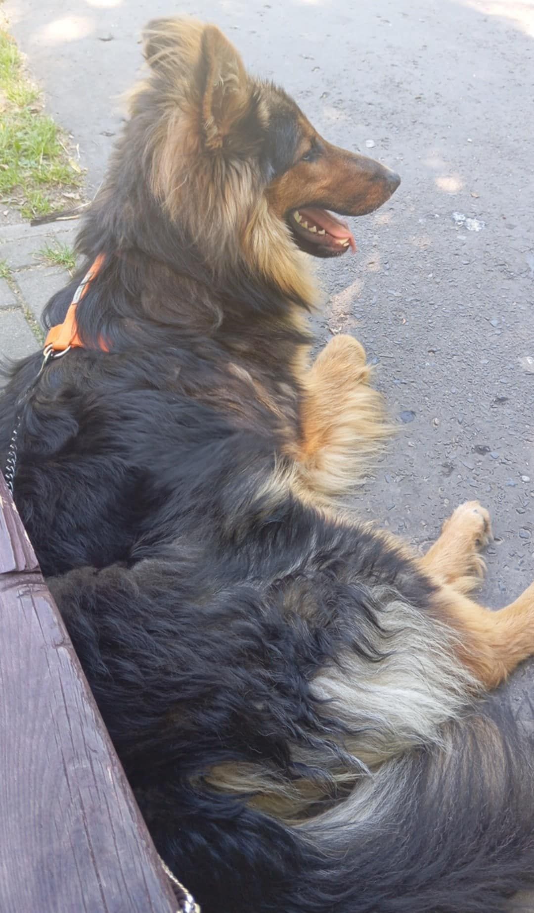 Piesek do adopcji