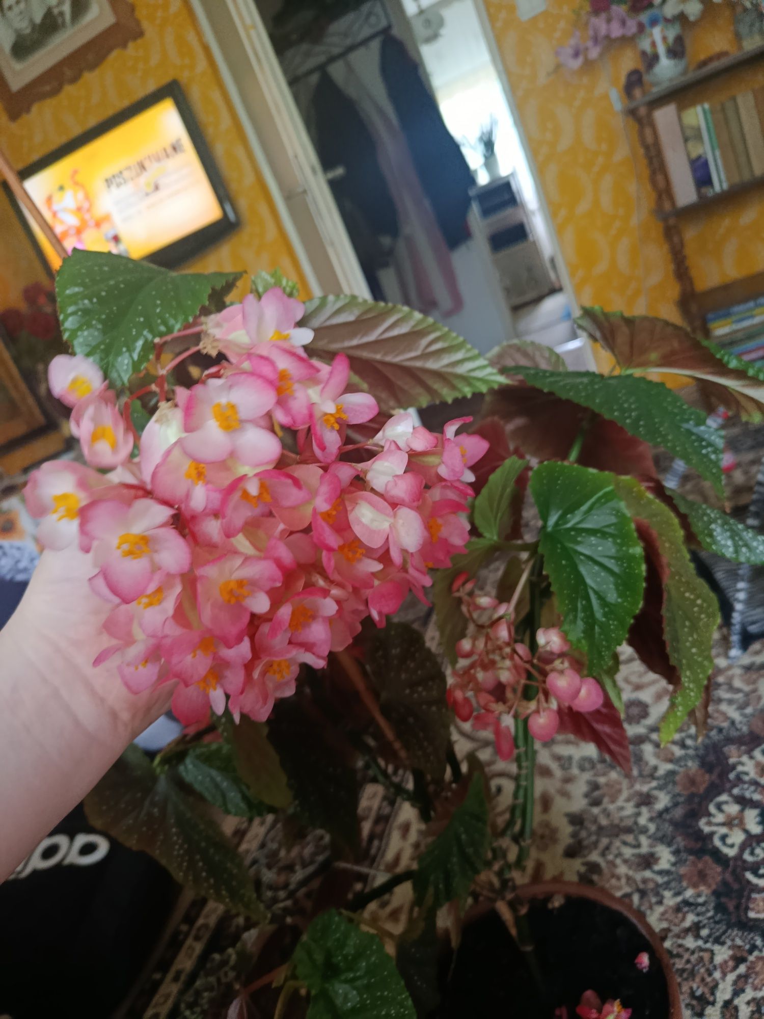 Begonia Lucerna duża roślina