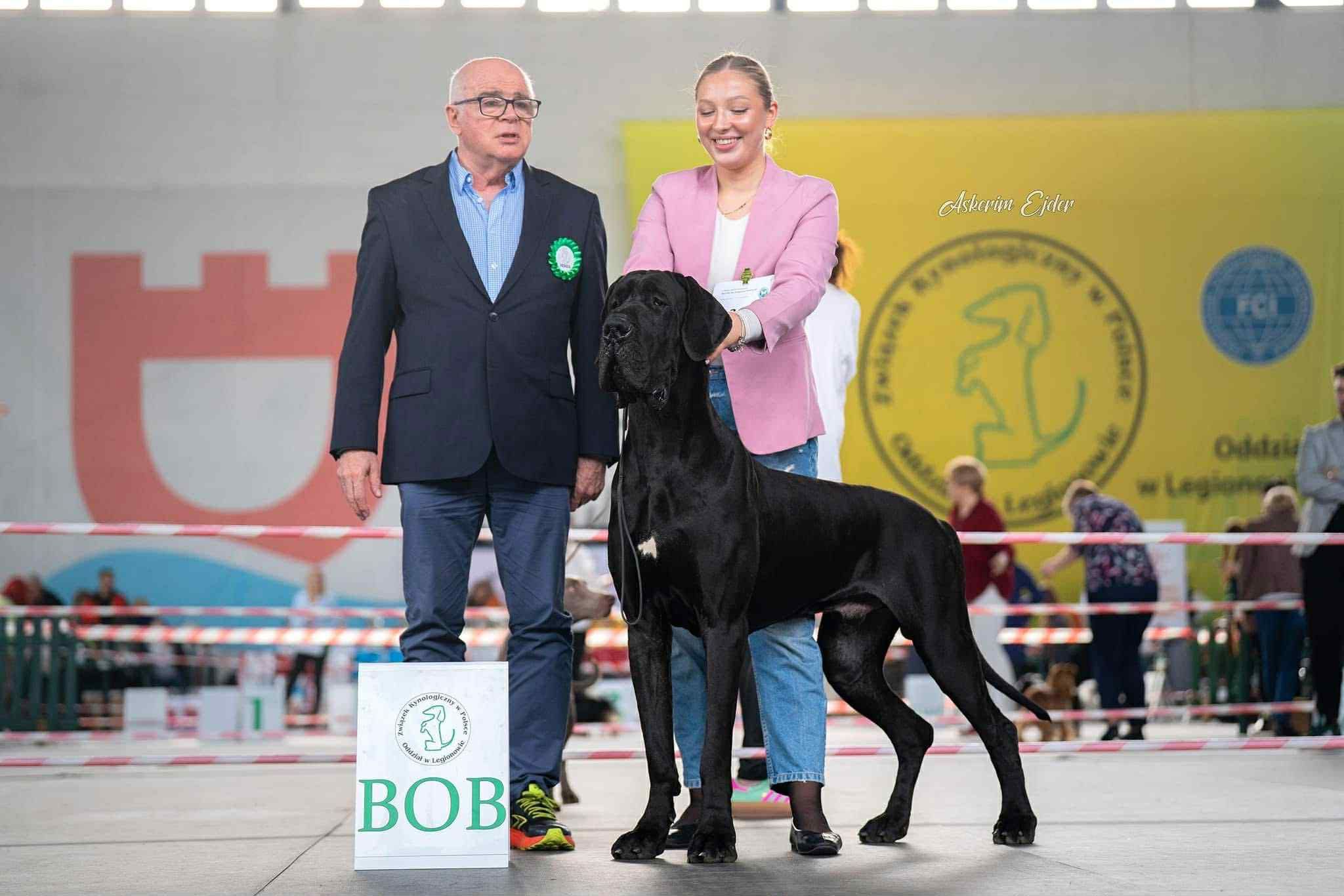 Dog niemiecki - suczka