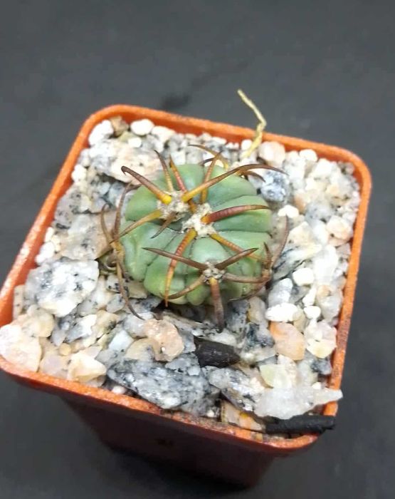 Пропоную екзотичні рослини