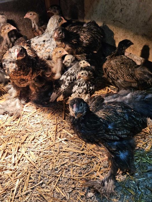 Sprzedam kurczaki Brahma Olbrzymia
