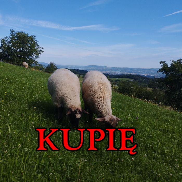 Owce barany jagnięta