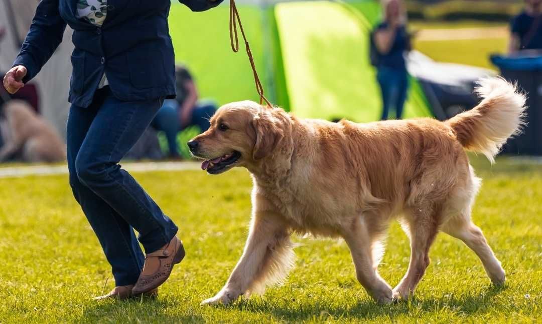 Reproduktor Złoty Golden Retriever ZKwP FCI  Krycie