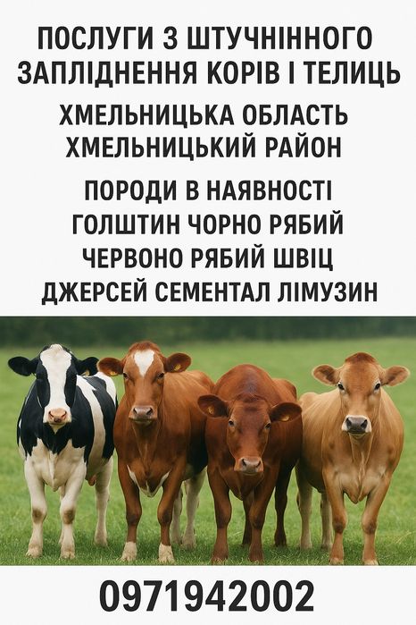Штучне запліднення корів