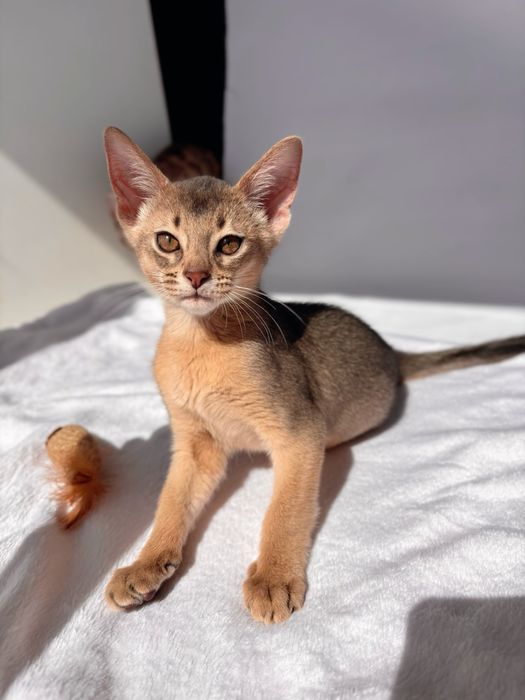 Абіссинська дівчинка абиссинец голубой серый