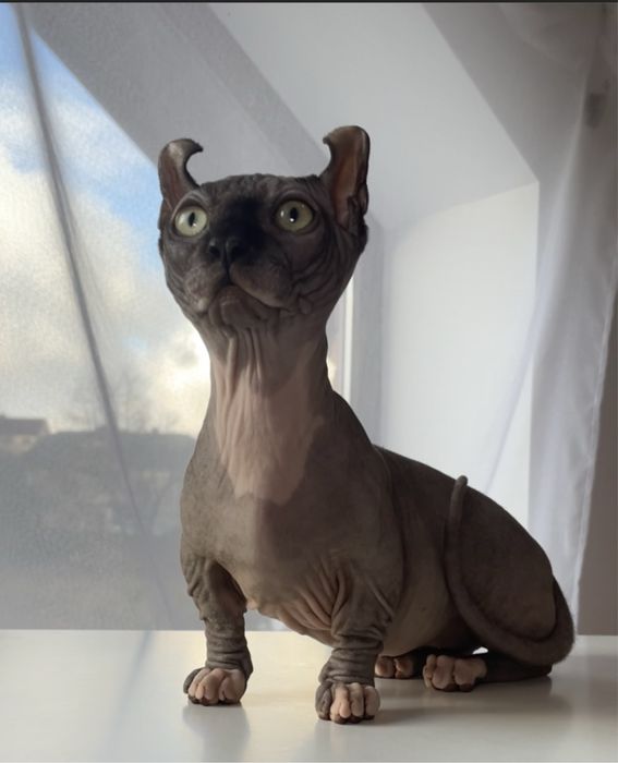 Двельф  хлопчик