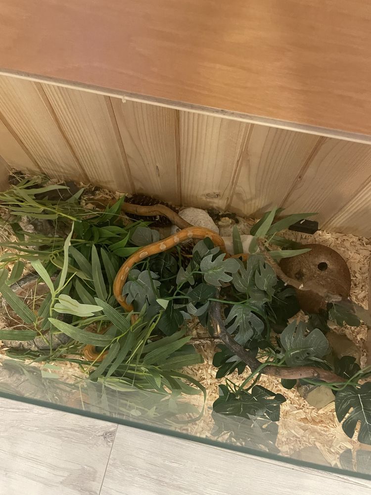 Sprzedam węża zbozowego wraz z terrarium