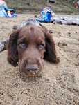 Polski spaniel myśliwski