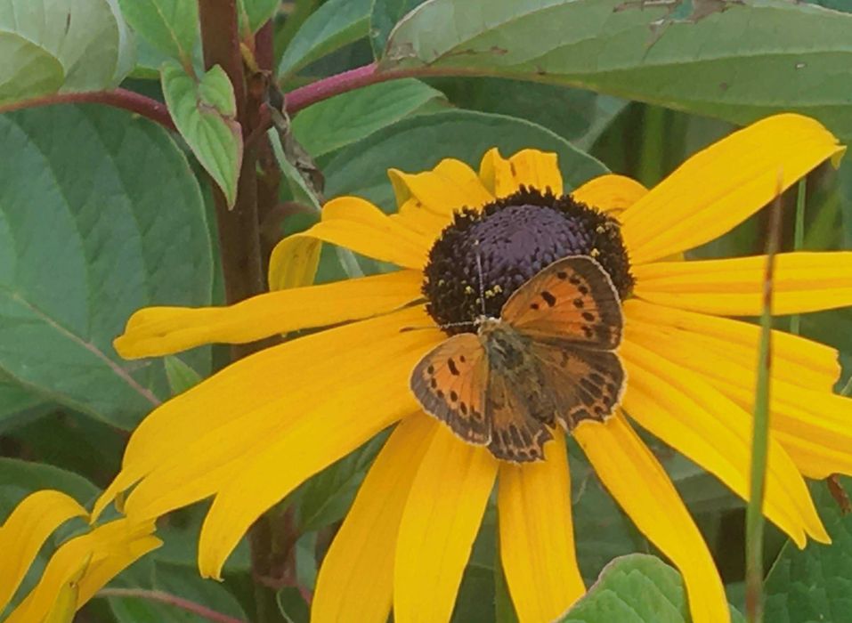 Rudbekia błyskotliwa - sadzonki 10 szt