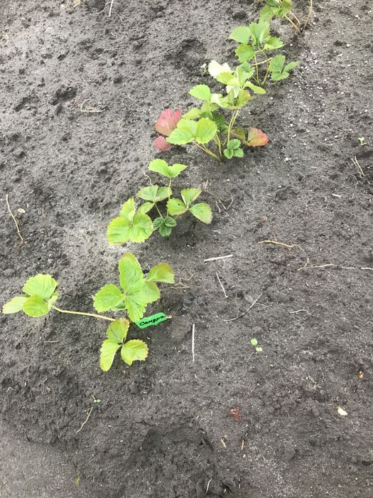 Продам ранні сорти полуниці