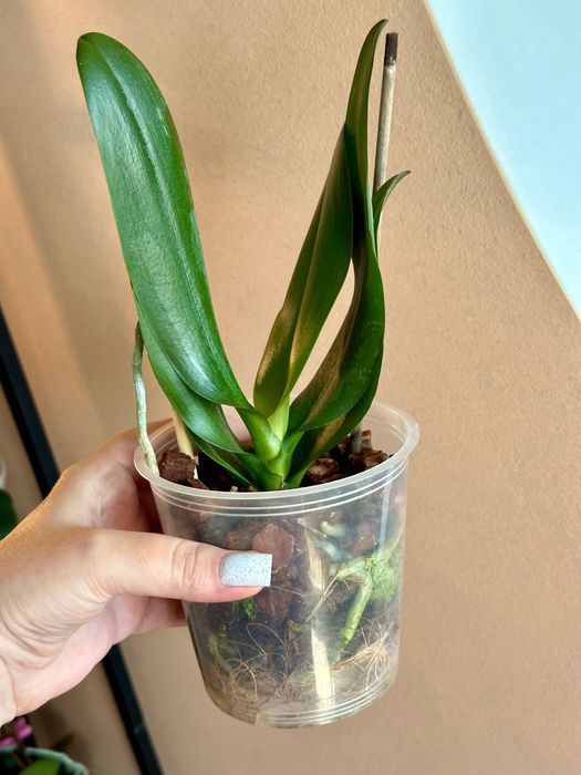 Орхідея сортова метелик, азіат.