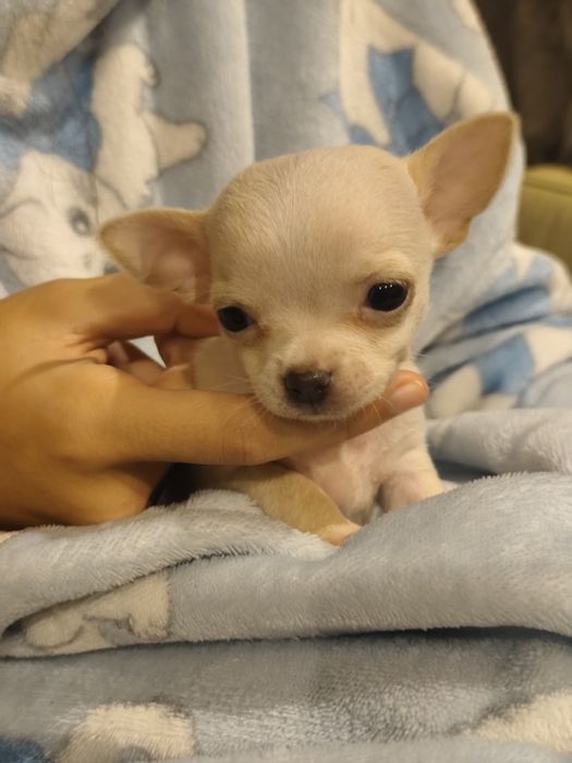 Chihuahua menina perfeição