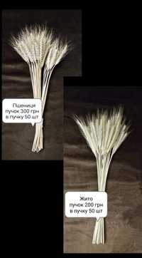 Флористам жито рожь колоски колосся