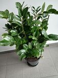 Sprzedam kwiat Zamioculcas.