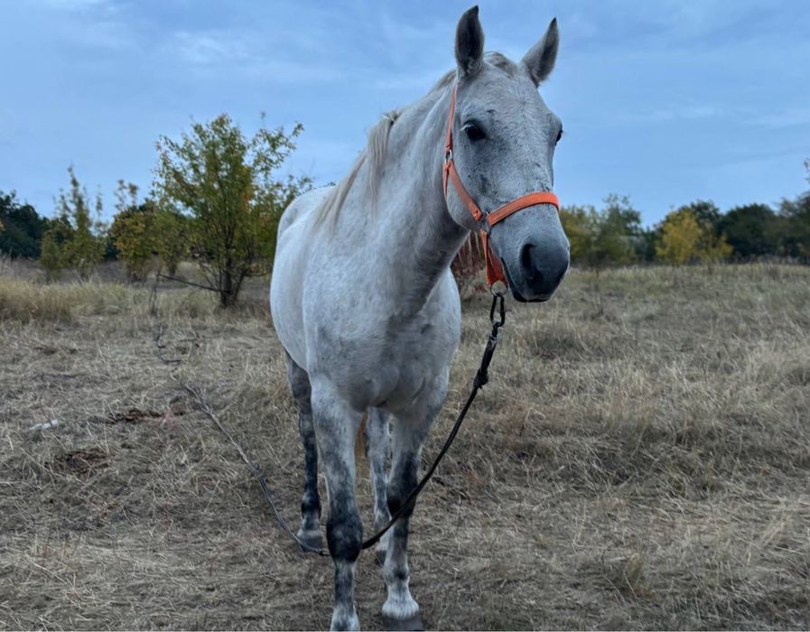 Продам лошадь кобылу