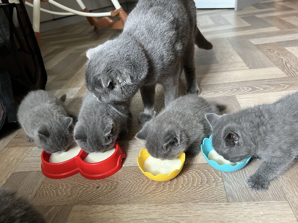 Шотландські кошенята Брюховичі!