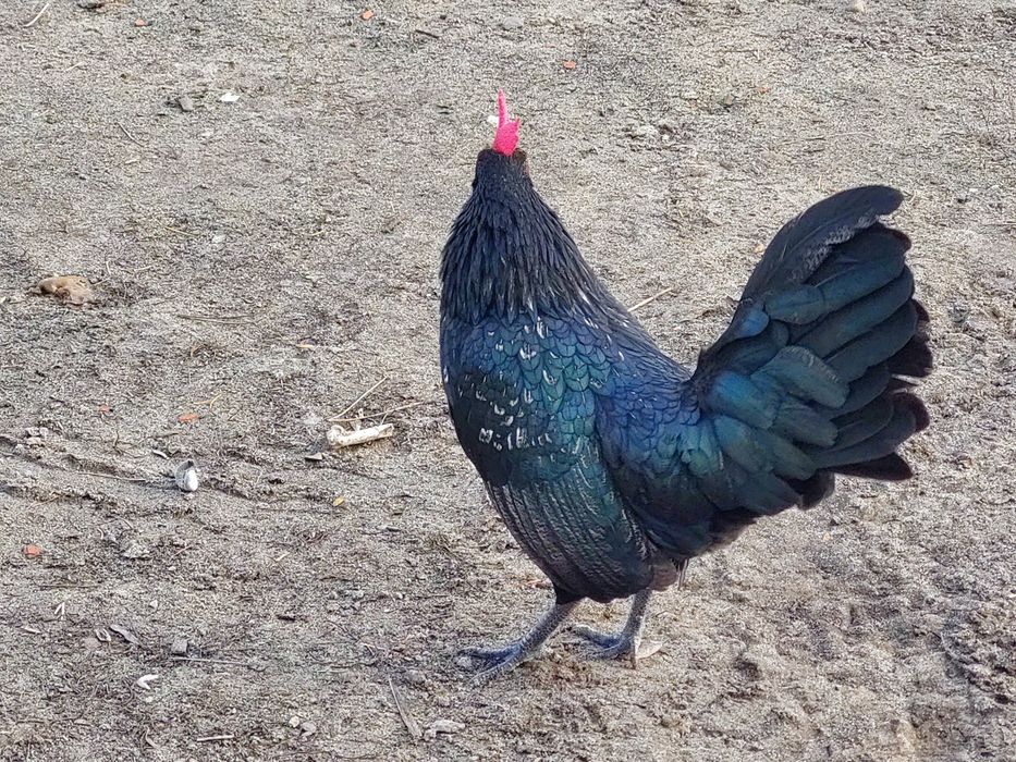 Kogut  z tego roku. Ozdoba podwórka