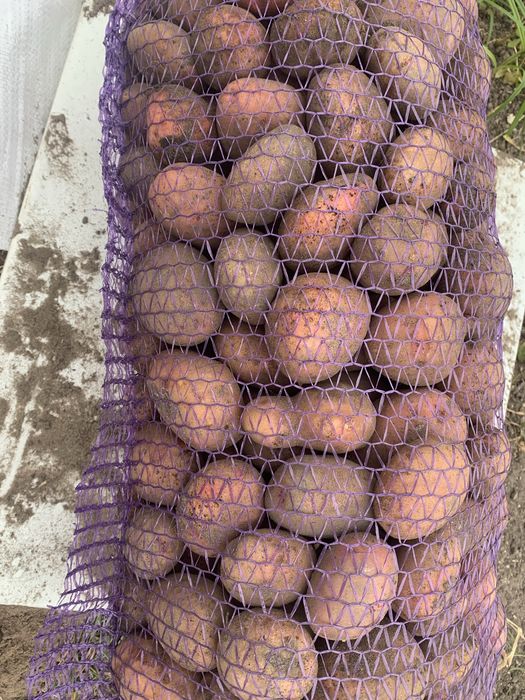 Продам  велику картоплю