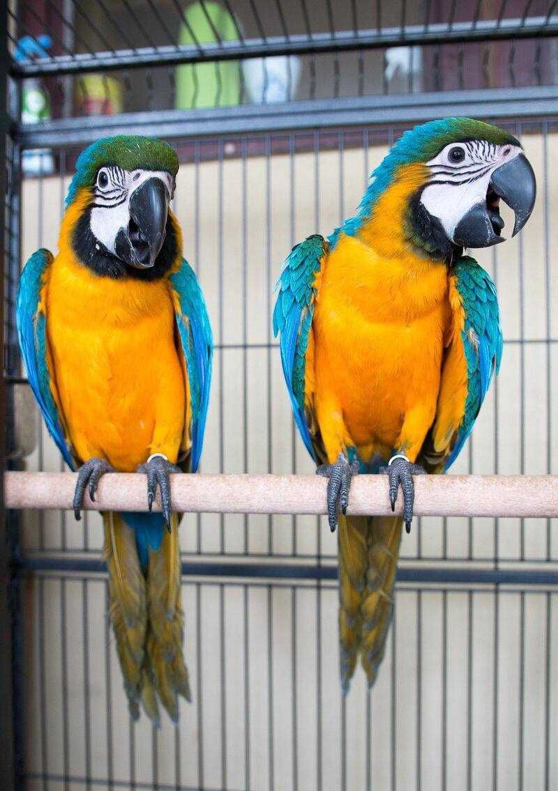 Ара Яркие красочные попугаи молодые