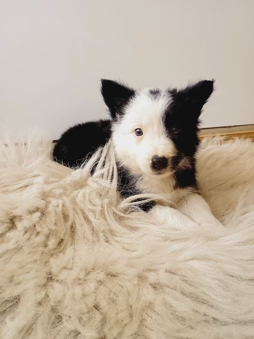 Szczeniak Border Collie
