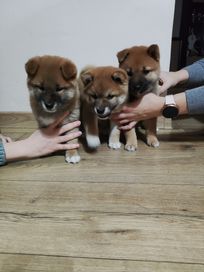 Shiba Inu piesski