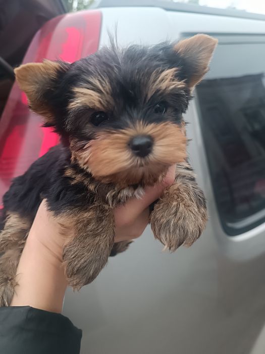 Мини  дочки и сыночек от папы Чемпиона !