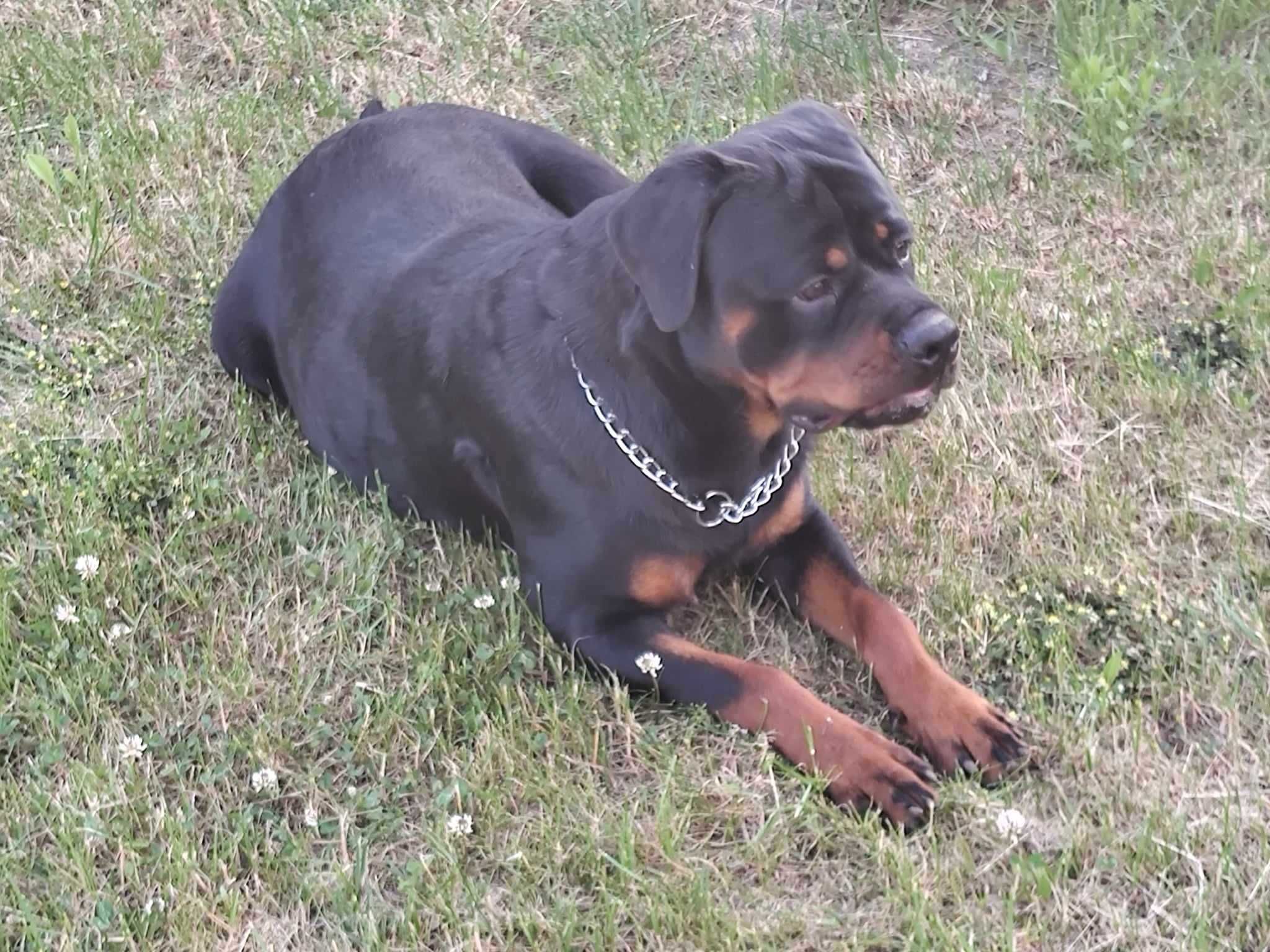 Rottweiler pies 3 letni