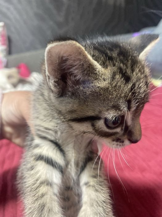 Котята скотишь двор)