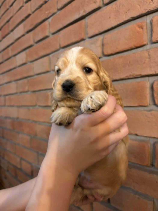 Cocer spaniel szczenię